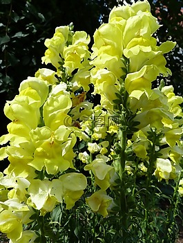 loewenmaeulchen,夏花,黃色
