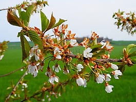枝杈,開花,樹