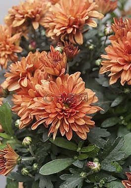 花,中國,成都