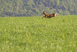 獐鹿,野生動物,性質(zhì)