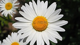 白色的雛菊,白,雛菊