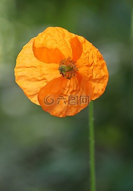 罌粟,罌粟花,islandmonhn