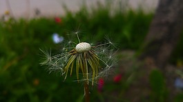 性質(zhì),植物,戶外活動