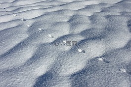 追蹤,雪,野兔軌道