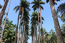 樹木,性質(zhì),冠