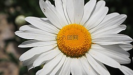 白色的雛菊,白,雛菊