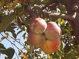 苹果,自然,食品