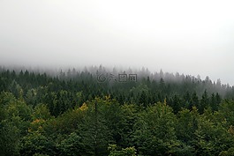 霧,森林,山