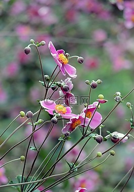 銀蓮花,粳稻,hupehensis