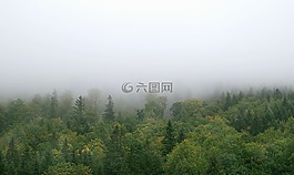 霧,森林,山