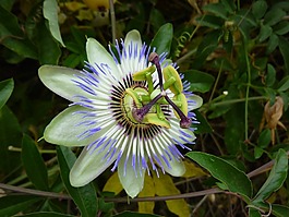 激情花,花,開花