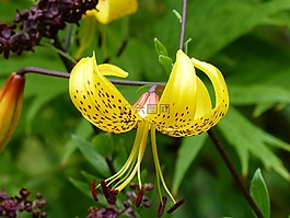 莉莉,黃色,花園