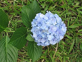 花卉,藍(lán)色,花園