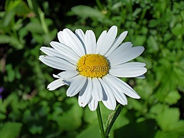性質(zhì),夏季,雛菊
