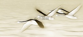 天鵝,飛,鳥類