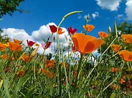 花的领域,eschscholzia,夏季