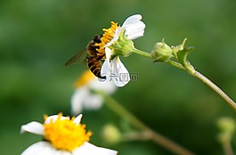 天性,野花,蜜蜂