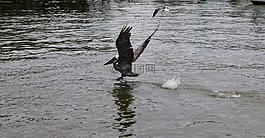 鵜,水,飛行