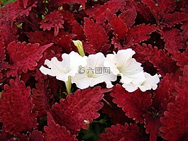 花,鮮花,白色的花