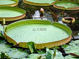 葉子,大片,百合