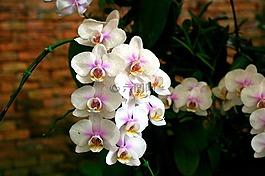 蘭花,花卉