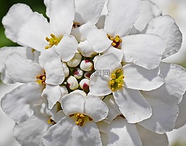 地面覆蓋,開花,綻放