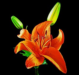 花,植物區(qū)系,百合