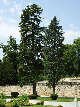 公园,木材,蓝色