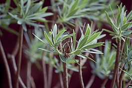 植物,詳細,綠色