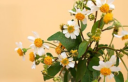 天性,野花,白色的花