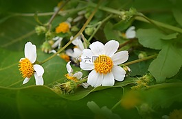天性,野花,白色的花