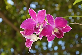蘭花,泰國蘭花,花