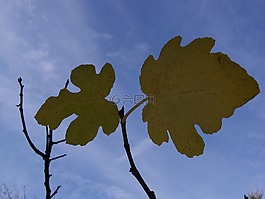 秋季,無花果,植物