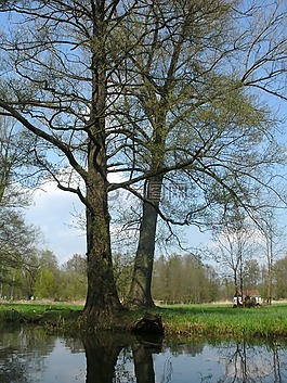 spreewald,水,性质