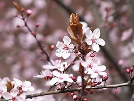 荔枝,花,春