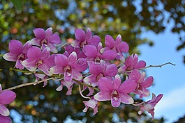 蘭花,泰國蘭花,花
