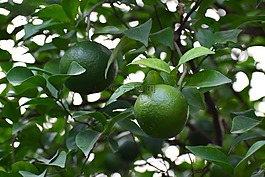 樹,水果,綠色