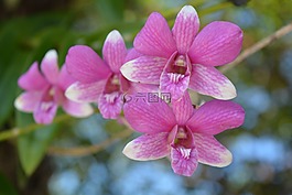 蘭花,泰國蘭花,花