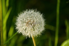 蒲公英,開花,草地