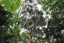 松,樹,松樹