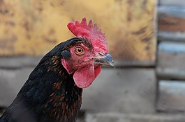 公雞,村,動物