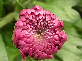 花,菊花,粉色