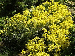 春天,春天的花朵,花卉