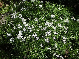 春天,花卉,春天的花朵