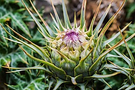 cardoon,植物,自然