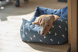 狗,臘腸犬,尋找