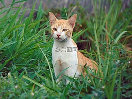 貓,動物,綠色
