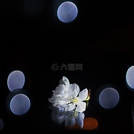 圣誕,背景虛化,反射