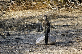 速食,鳥,查帕拉爾