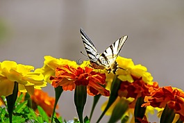 鮮花,萬壽菊,蝴蝶